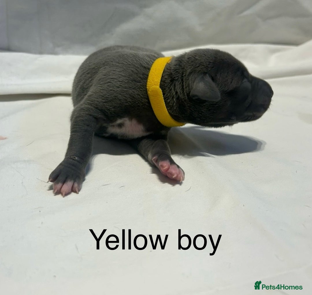 Whippet dogs for sale: Stunning KC whippet puppies  - Image 11