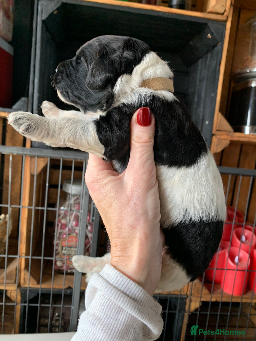 Bernedoodle dogs for sale: Standard Bernedoodle Blue Merle, Black White. - Image 16