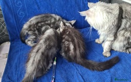 Maine Coon cats for sale: GCCF Registered - Maine Coon Kittens - Image 10