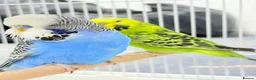 Budgerigars birds for sale: Budgies pair & cage in Dagenham - Advert 1