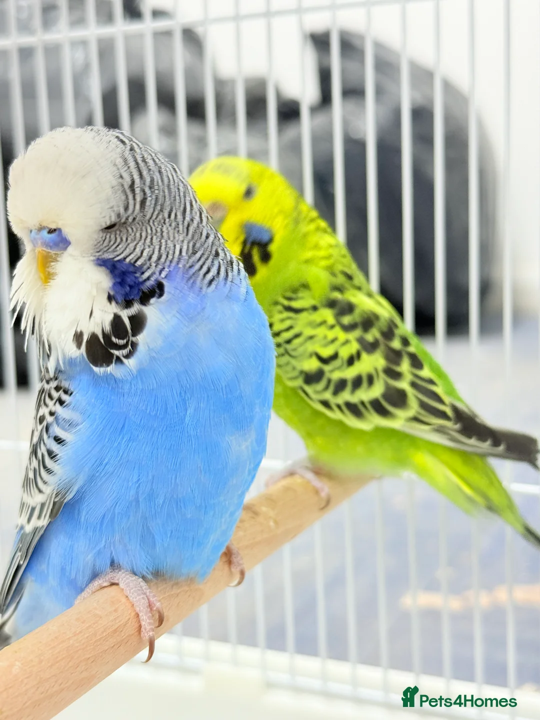Budgerigars birds for sale: Budgies pair & cage in Dagenham - Advert 1