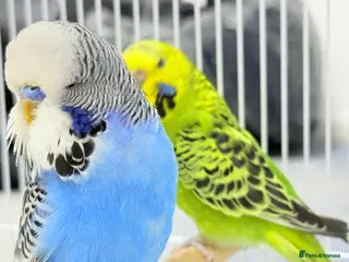 Budgerigars birds Budgies pair & cage in Dagenham - Advert 1