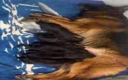 German Shepherd dogs for sale: Intelligent German Shepherd Puppies for Sale - Image 6