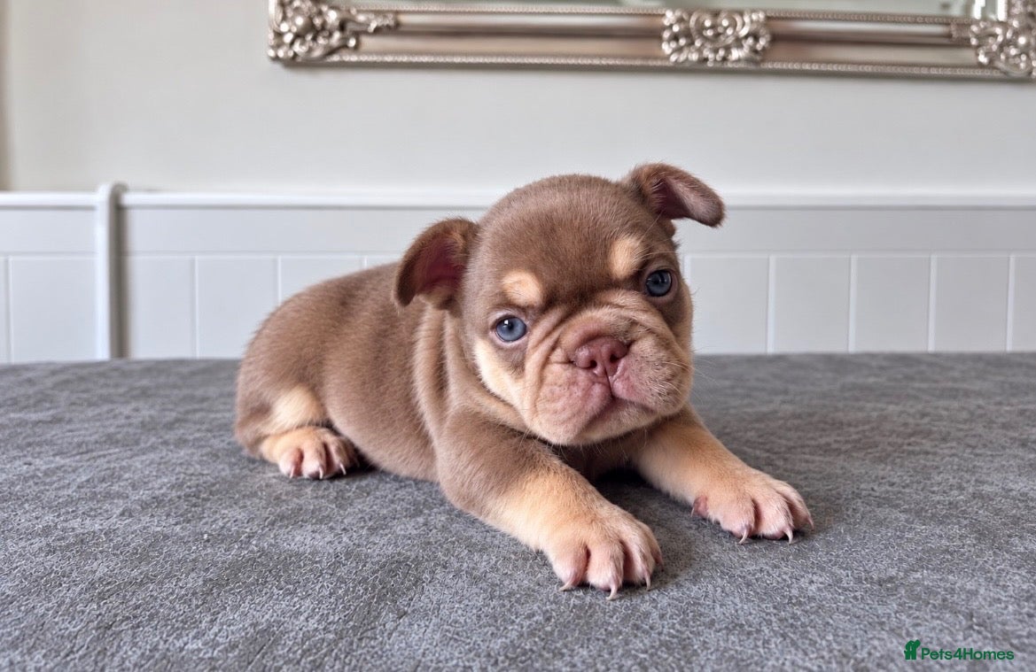 French Bulldog dogs 🐾 Beautiful French Bulldog Puppies 🐾 - Advert 8