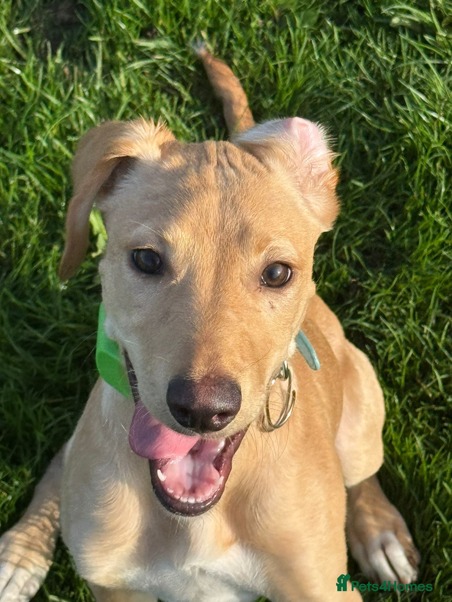 Mixed Breed dogs Rehoming Labrador X - Advert 8