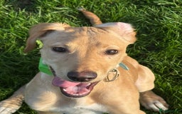 Mixed Breed dogs for sale: Rehoming Labrador X - Advert 1