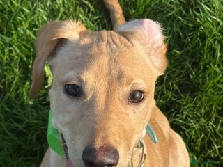 Mixed Breed dogs Rehoming Labrador X - Advert 1