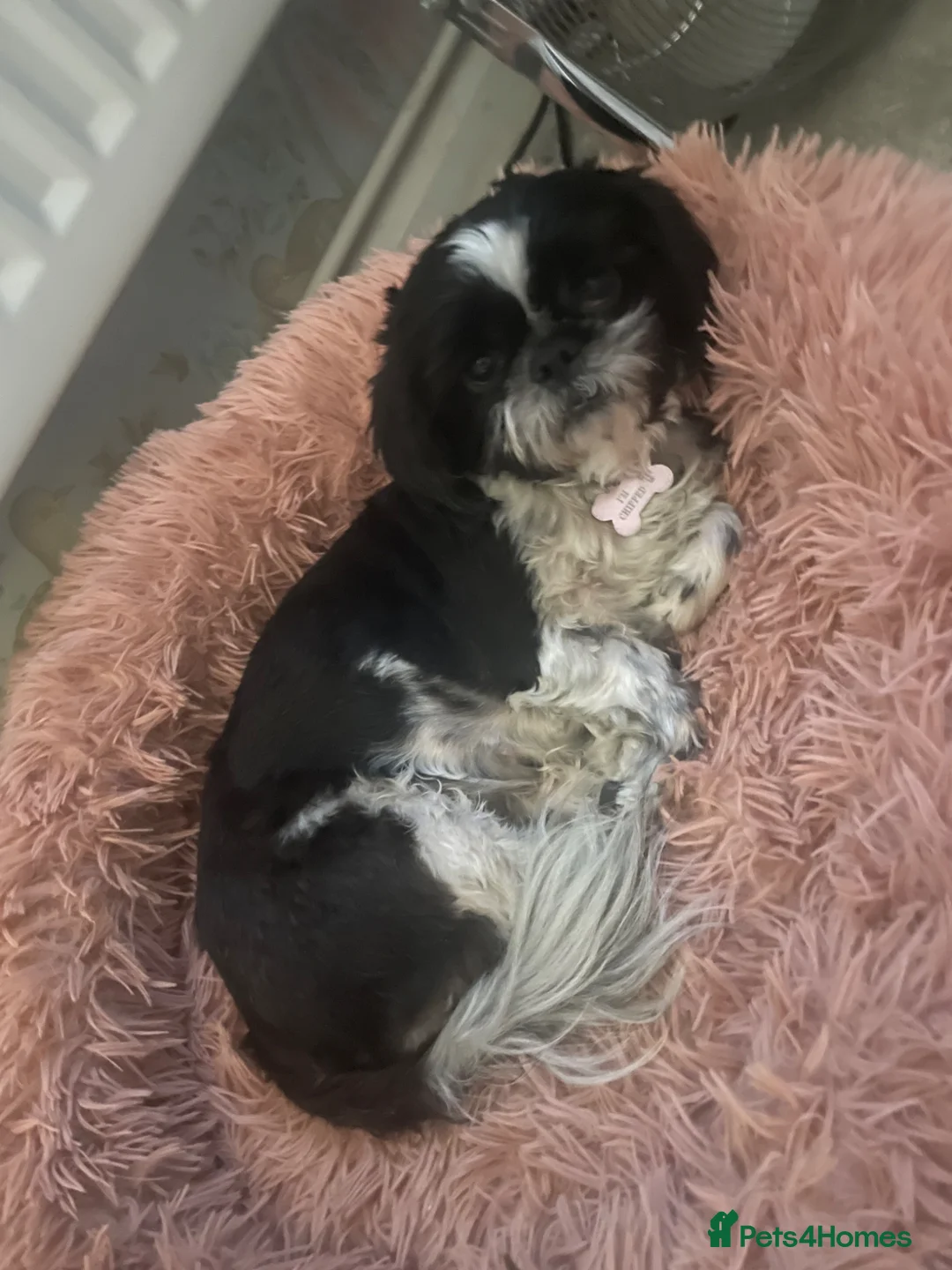 Shih Tzu dogs for sale: Pixie full Shih tzu - Advert 2