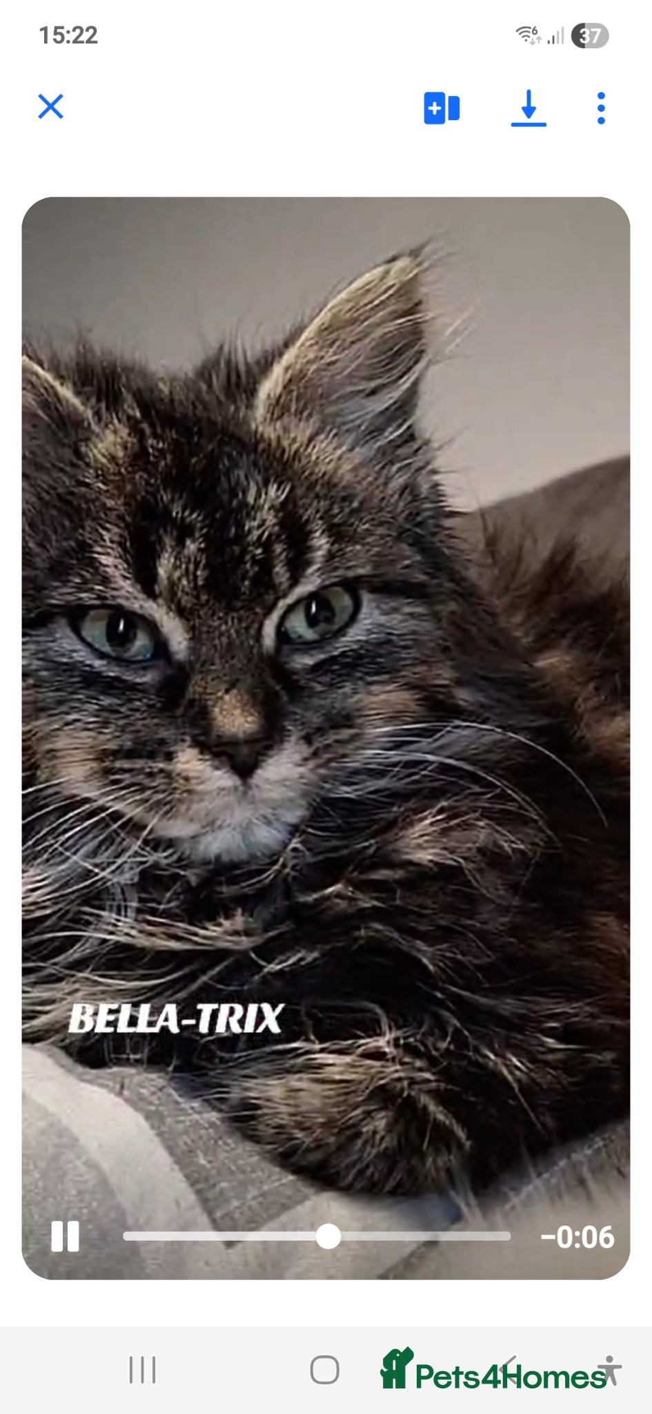 Mixed Breed cats Beautiful maincoon x tabbys - Advert 1