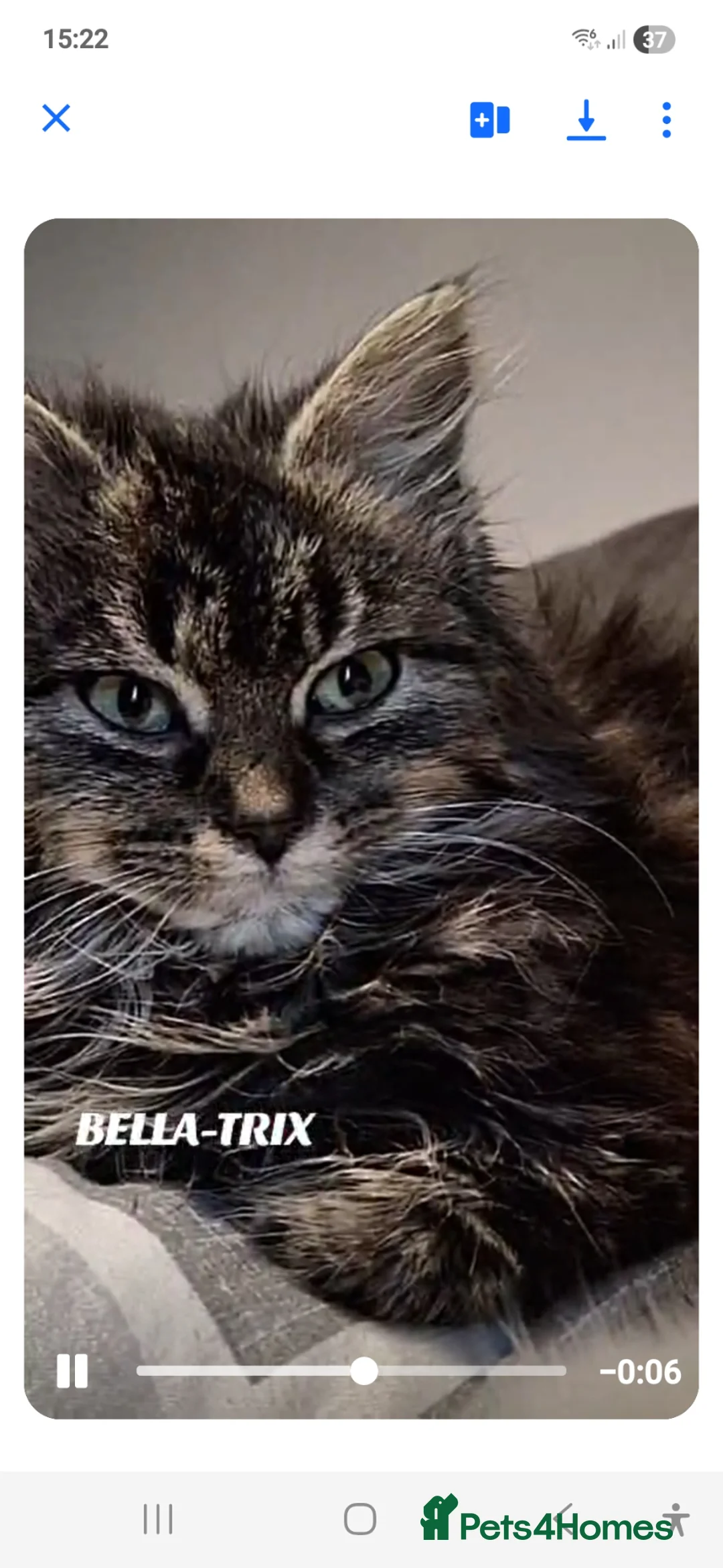 Mixed Breed cats for sale: Beautiful maincoon x tabbys - Advert 1