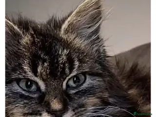 Mixed Breed cats Beautiful maincoon x tabbys - Advert 1