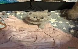 British Shorthair cats for sale: Beautiful British shorthair champion bloodlines - Image 4