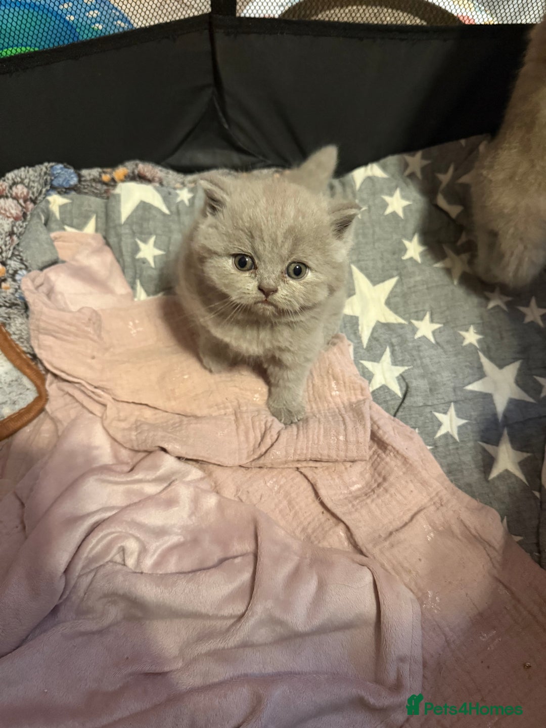 British Shorthair cats for sale: Beautiful British shorthair champion bloodlines - Image 4