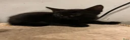 Mixed Breed cats for sale: Kittens for sale  - Advert 1