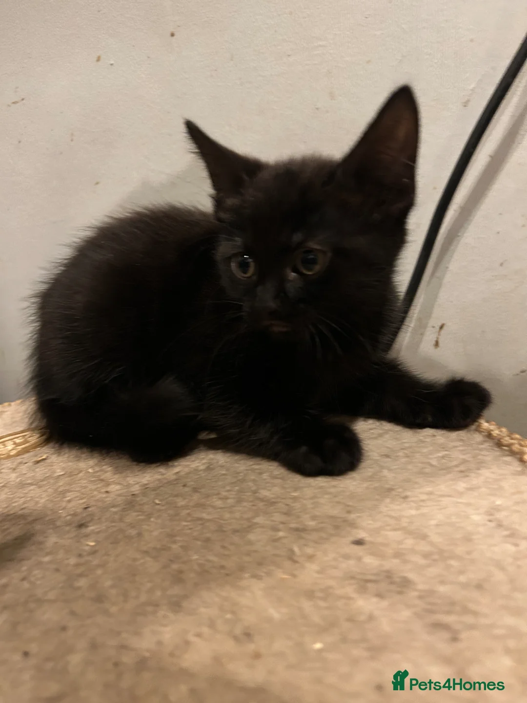 Mixed Breed cats for sale: Kittens for sale  - Advert 1