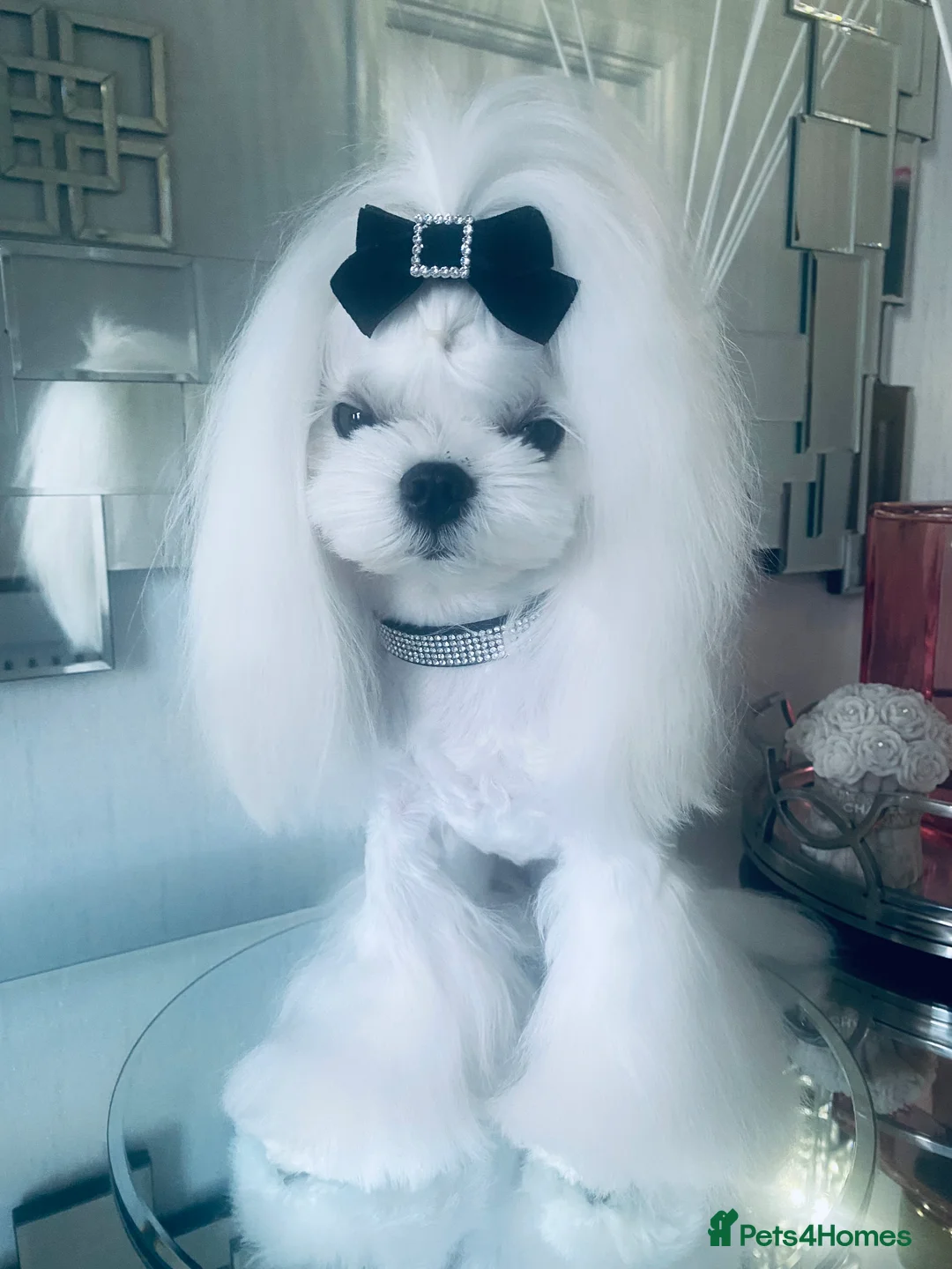 Maltese dogs for stud: 🤎DNA health tested Tiny Korean Maltese boy 🤎 - Advert 18