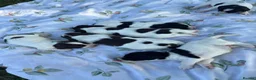 English Springer Spaniel dogs for sale: 9 beautiful springer puppies seeking forever home - Advert 5