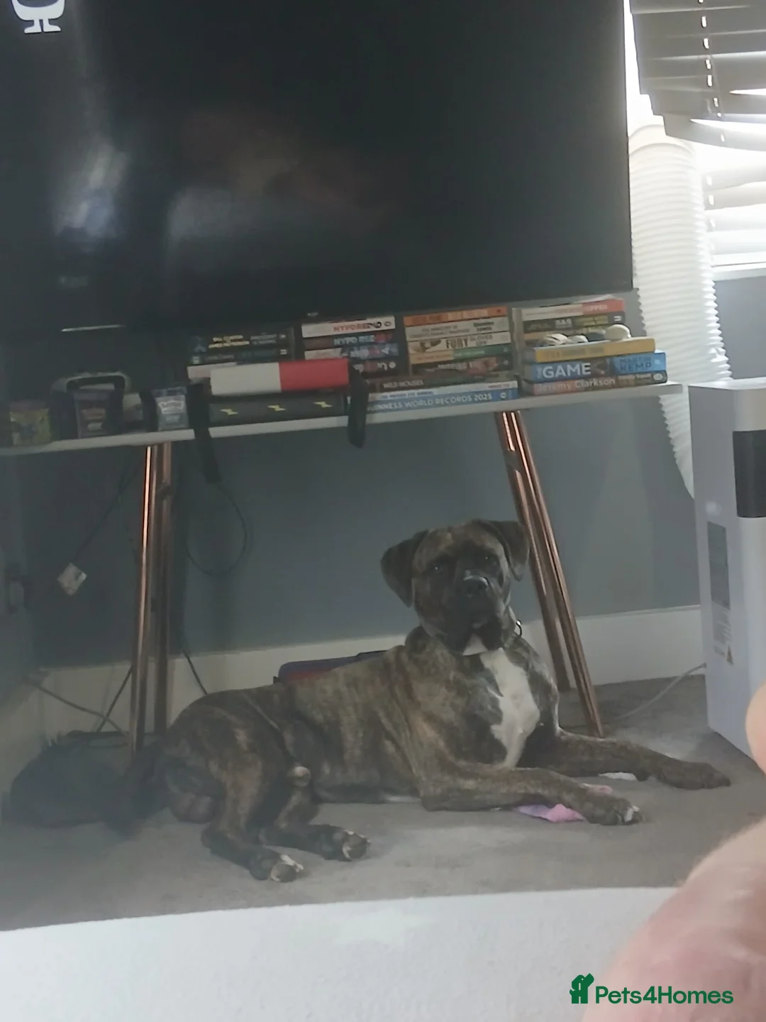 Cane Corso dogs for sale: 2 years old cane corso  in Romford - Advert 2