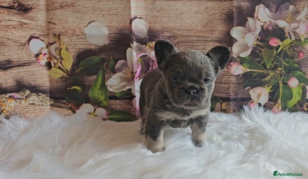 French Bulldog dogs for sale: Welcome to the Fluffy Crew 🥰 - Advert 32