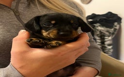 Dachshund dogs for sale: Dachshund puppys - Image 16