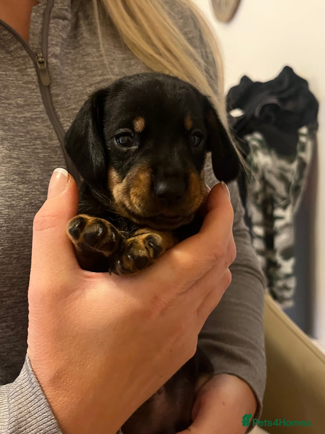 Dachshund dogs for sale: Dachshund puppys - Image 16