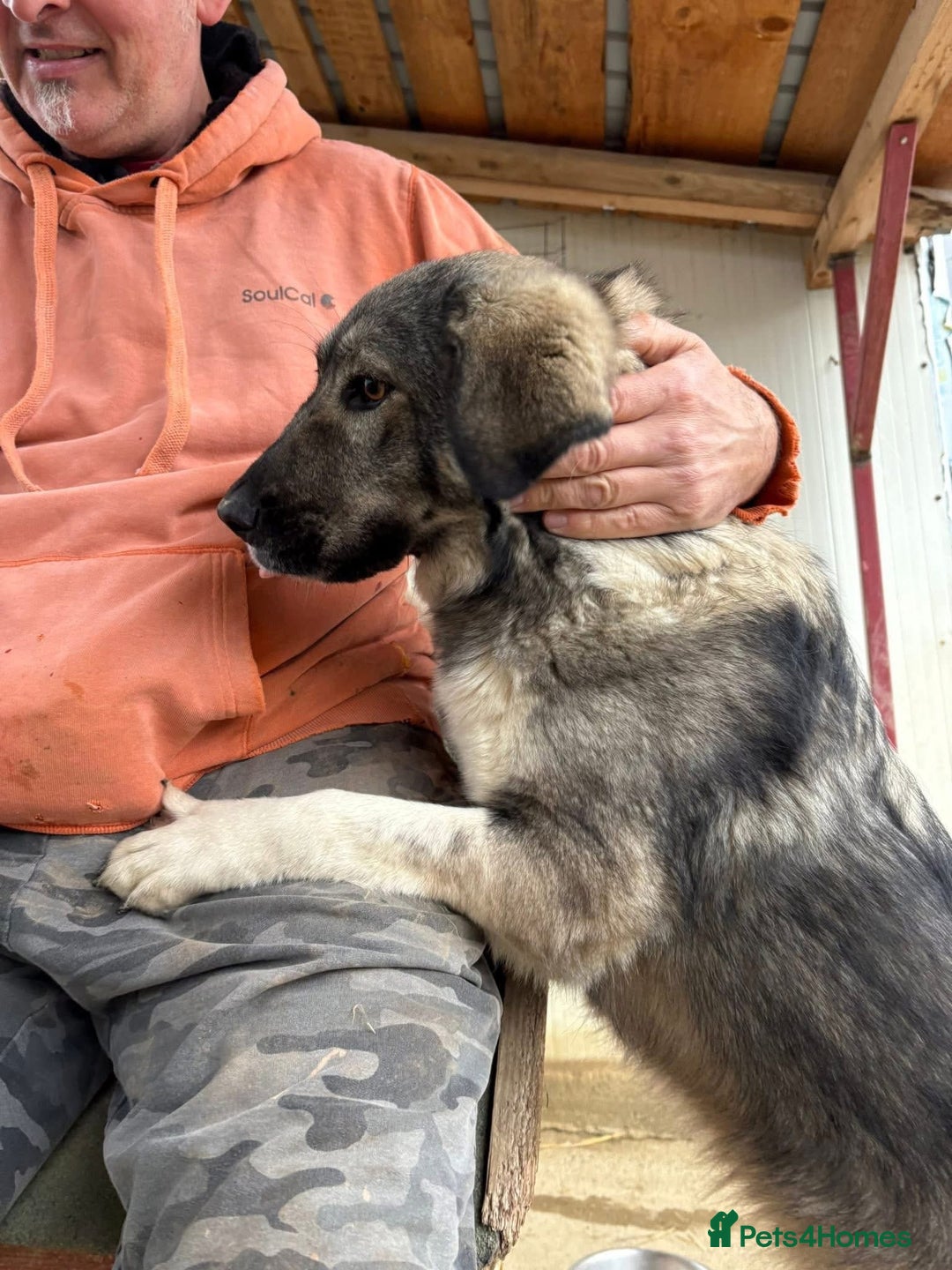 Mixed Breed dogs for adoption: Lola - Norwich Norfolk  - Advert 5