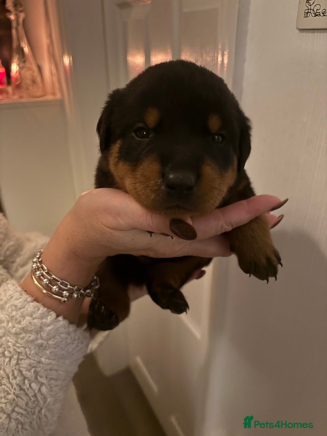 Rottweiler dogs for sale: Rottweiler Puppies  - Image 2