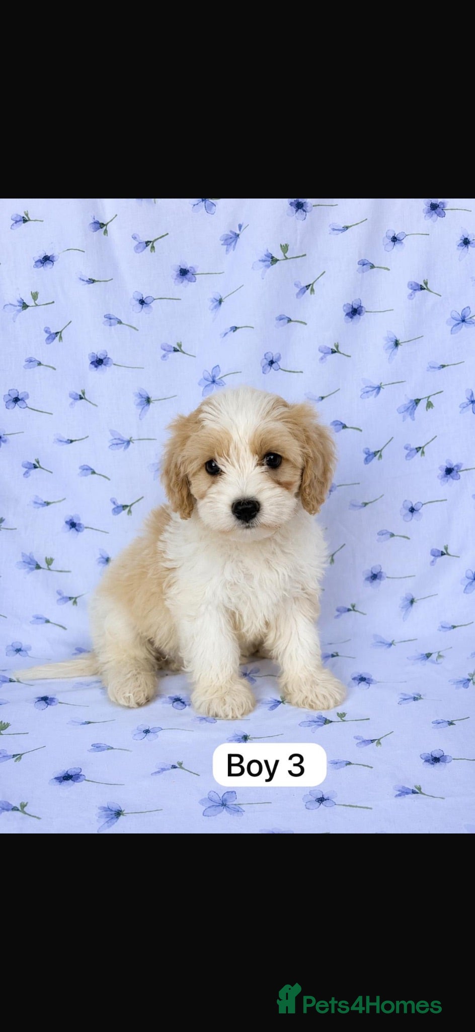 Cavachon dogs 🐶 Gorgeous Cavachon Puppies – Ready Now - Advert 1