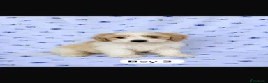 Cavachon 3