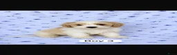 Cavachon dogs for sale: 🐶 Gorgeous Cavachon Puppies – Ready Now - Advert 1
