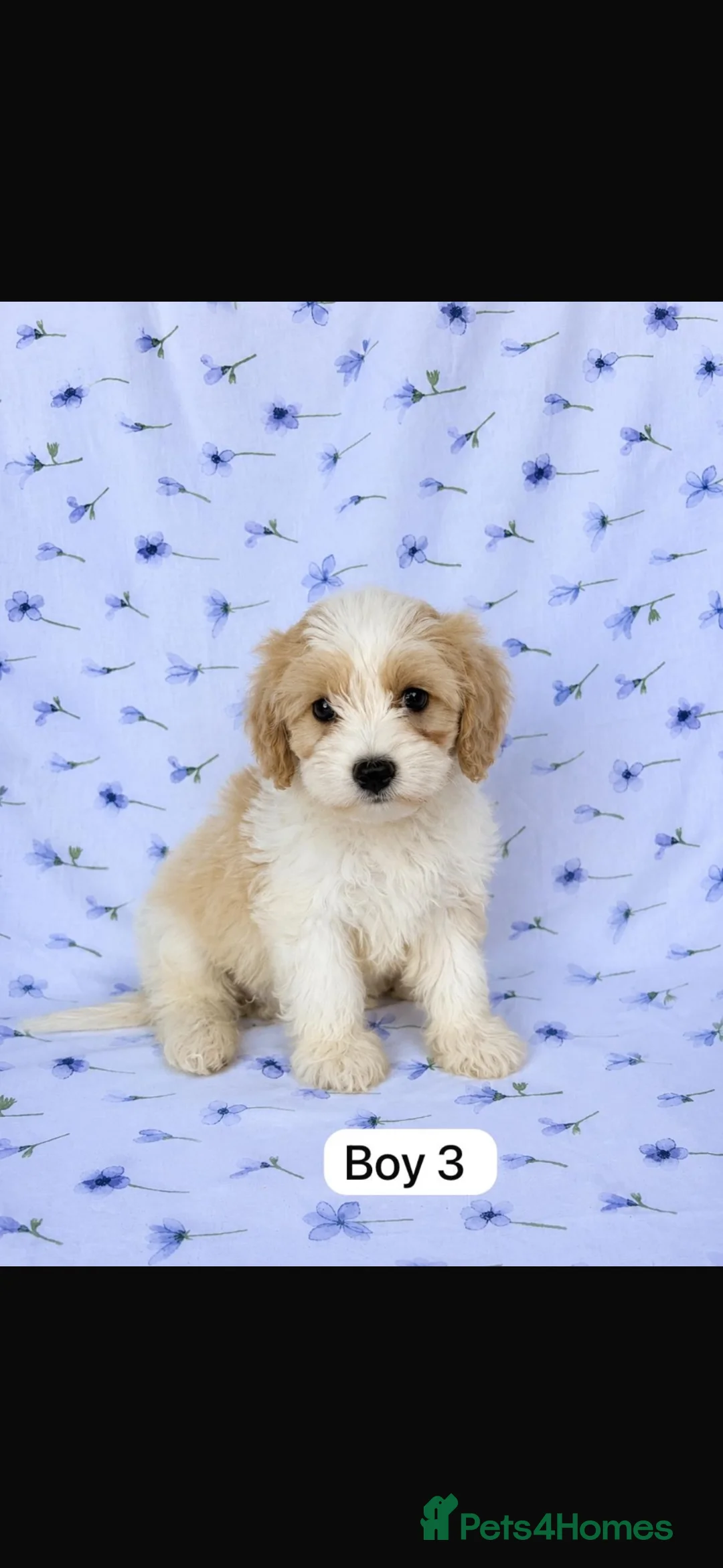 Cavachon dogs for sale: 🐶 Gorgeous Cavachon Puppies – Ready Now - Advert 1