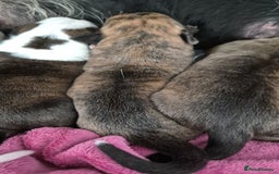 Mixed Breed dogs for sale: 8 beautiful huntaway x presa canario puppies  - Image 3