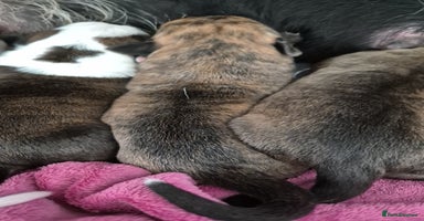 Mixed Breed dogs - Advert 14