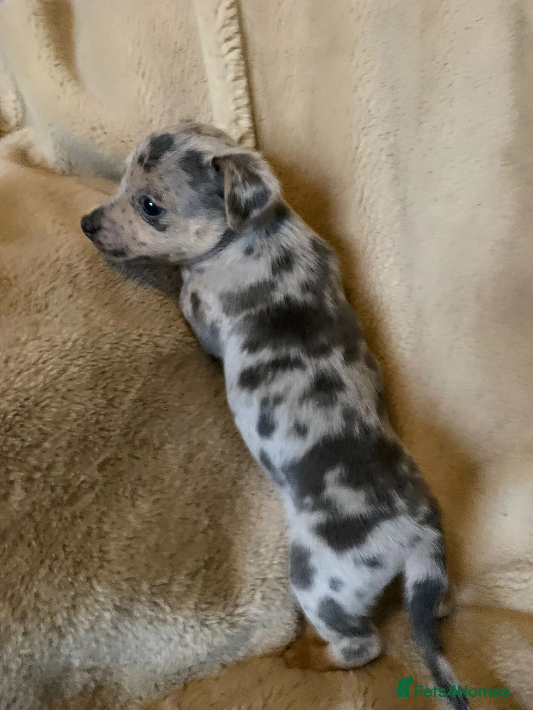 Jack Russell dogs for sale: Exceptional unusual coloured mini JR puppies - Advert 13