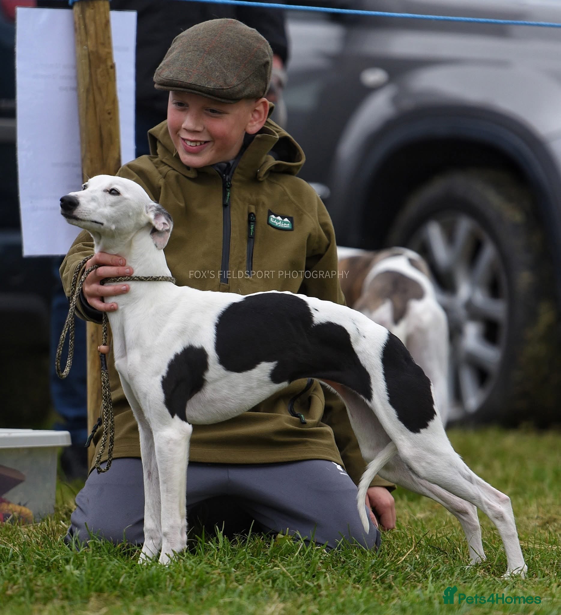 Whippet dogs Female White & Black Whippet - Advert 2