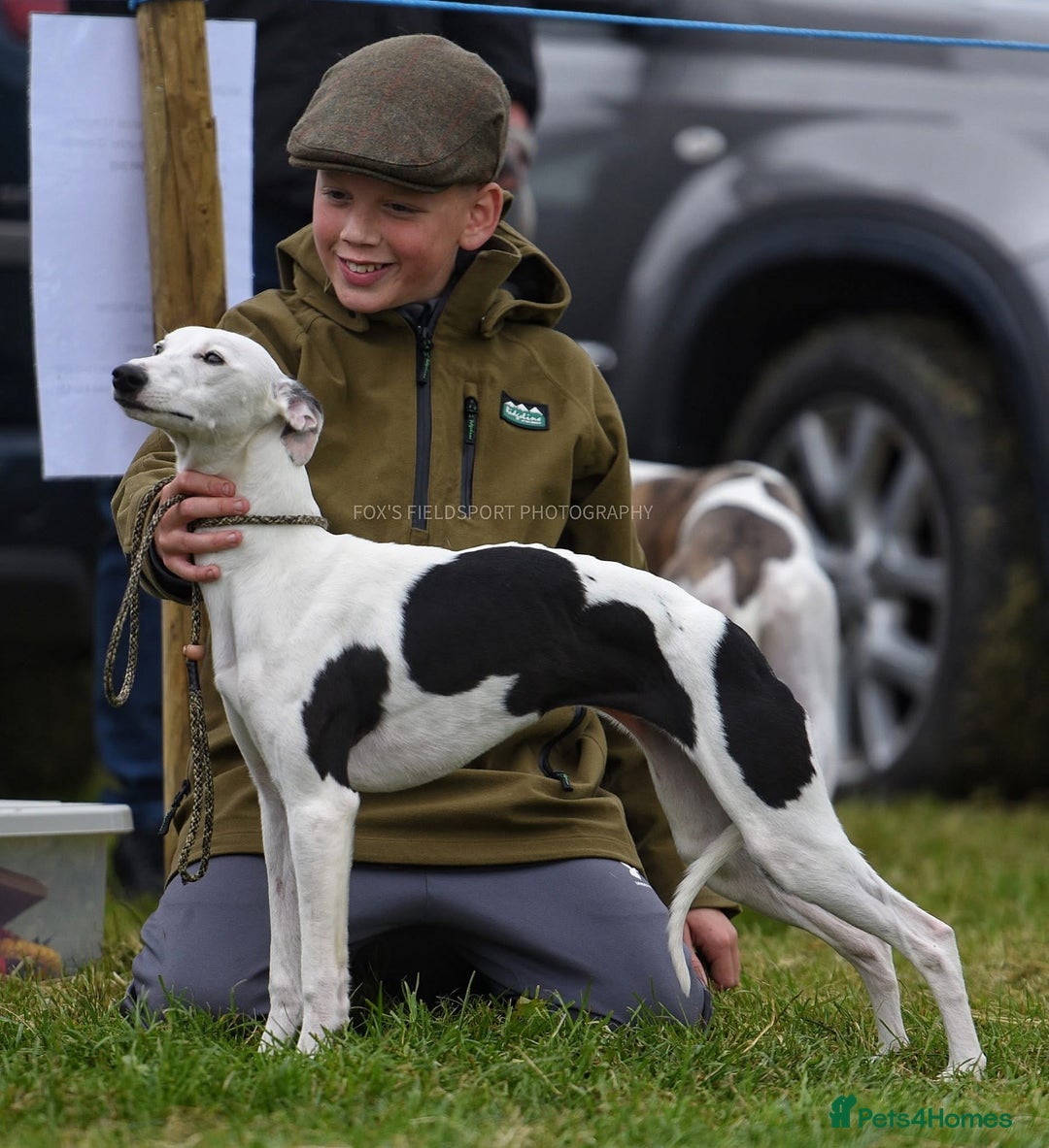 Whippet dogs for sale: Female White & Black Whippet - Advert 1