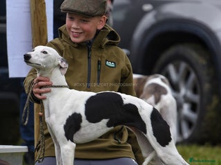 Whippet dogs Female White & Black Whippet - Advert 1