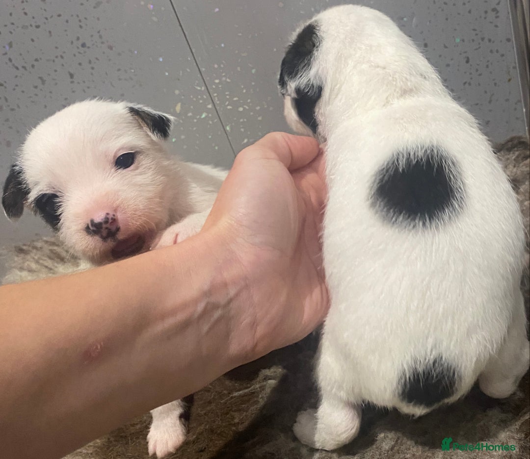 Parson Russell dogs for sale: KC Reg Champion lineage Puppys - Image 17