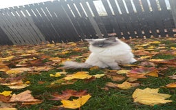 Ragdoll cats for stud: Koda- - Image 6