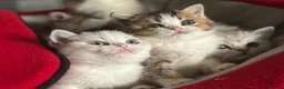 Munchkin cats for sale: Full Pedigree Munchkin Kittens - Advert 4