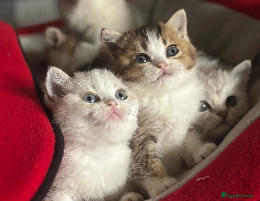 Munchkin cats for sale: ✨ Adorable TICA Registered Munchkin Kittens ✨ - Advert 1
