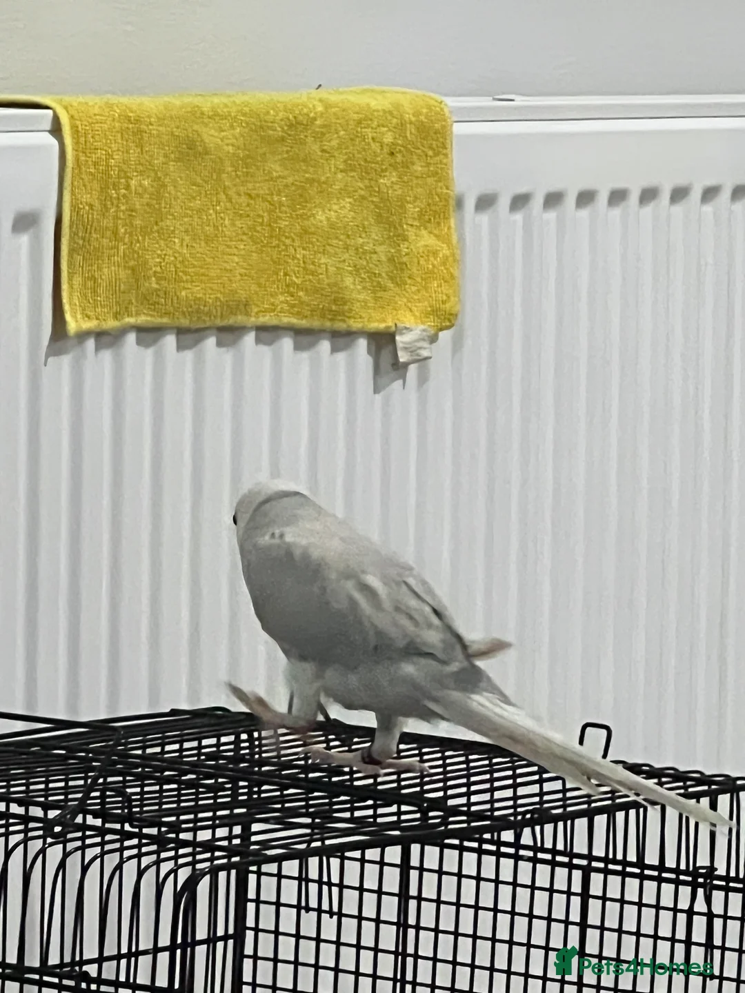 Parrots birds for sale: Grey Indian ringneck Parrot - Advert 8