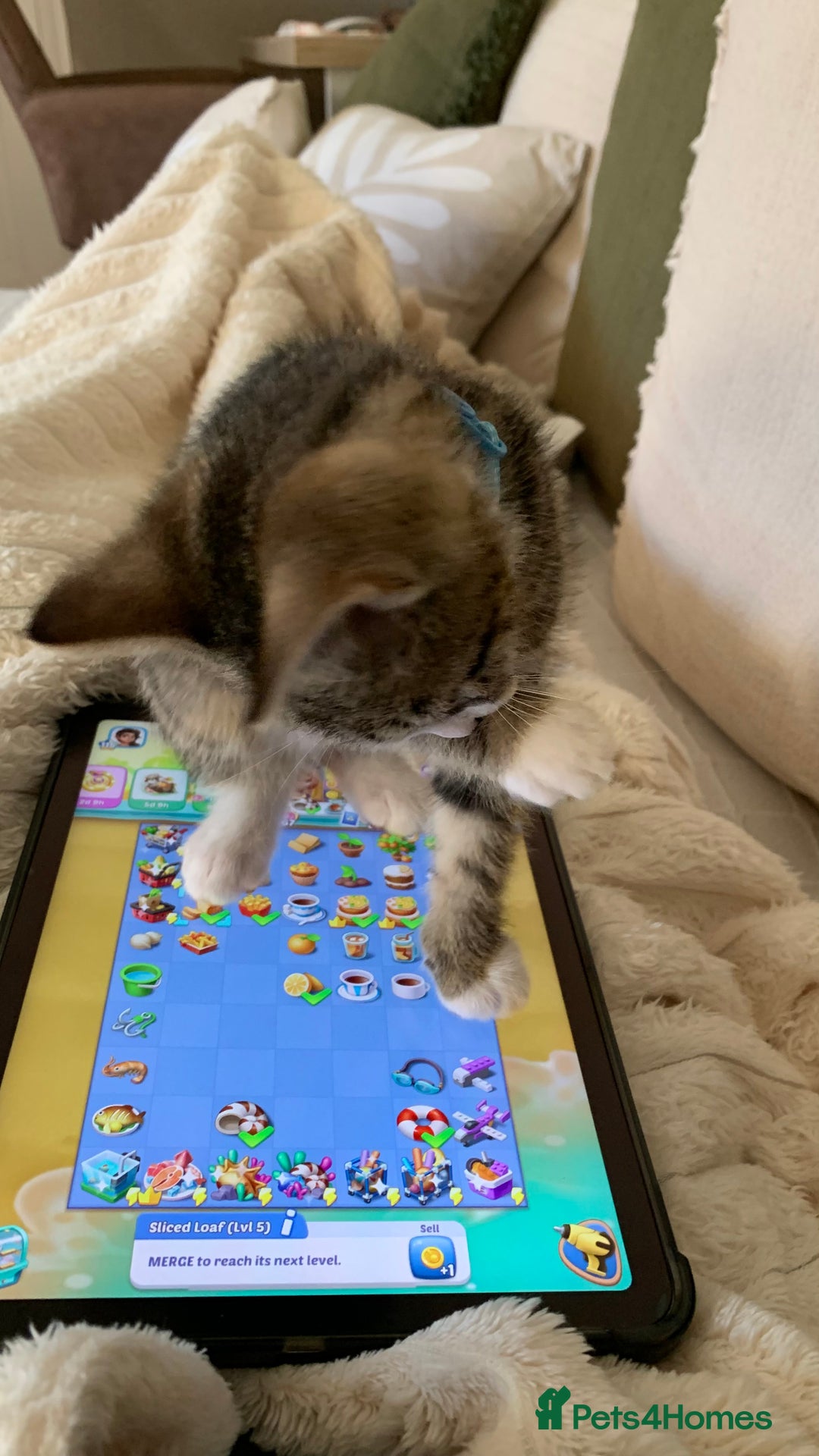 Domestic Shorthair cats for sale: 21 weeks old male tabby kitten - Advert 6