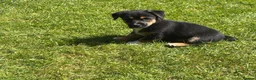 Jack Russell dogs for sale: Jack Russell puppies  - Advert 16