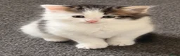 Norwegian Forest Cat cats for sale: Norwegian Forest Kittens - Advert 3