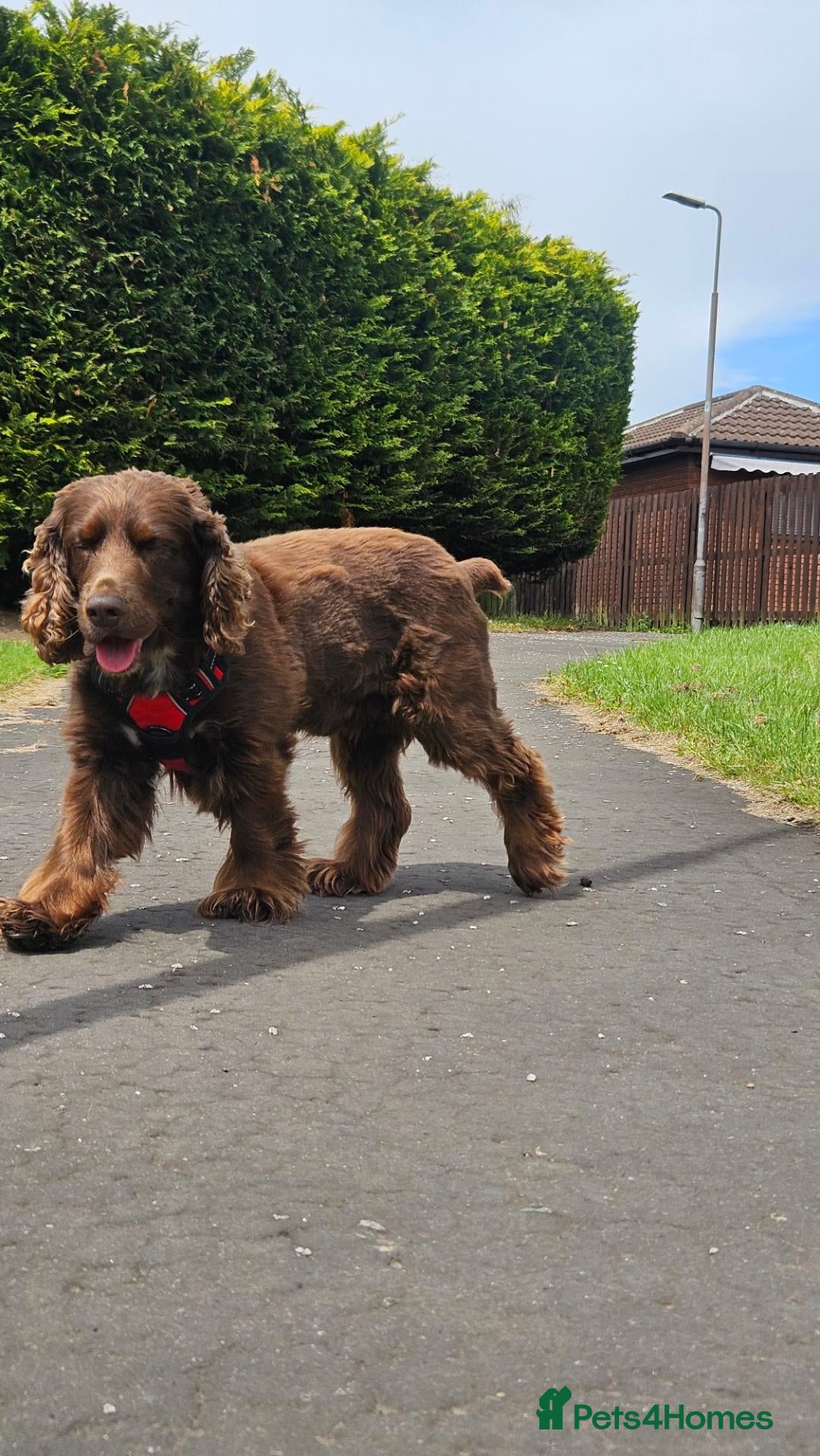 Field Spaniel dogs Proven Chocolate Spaniel for Stud  - Advert 5
