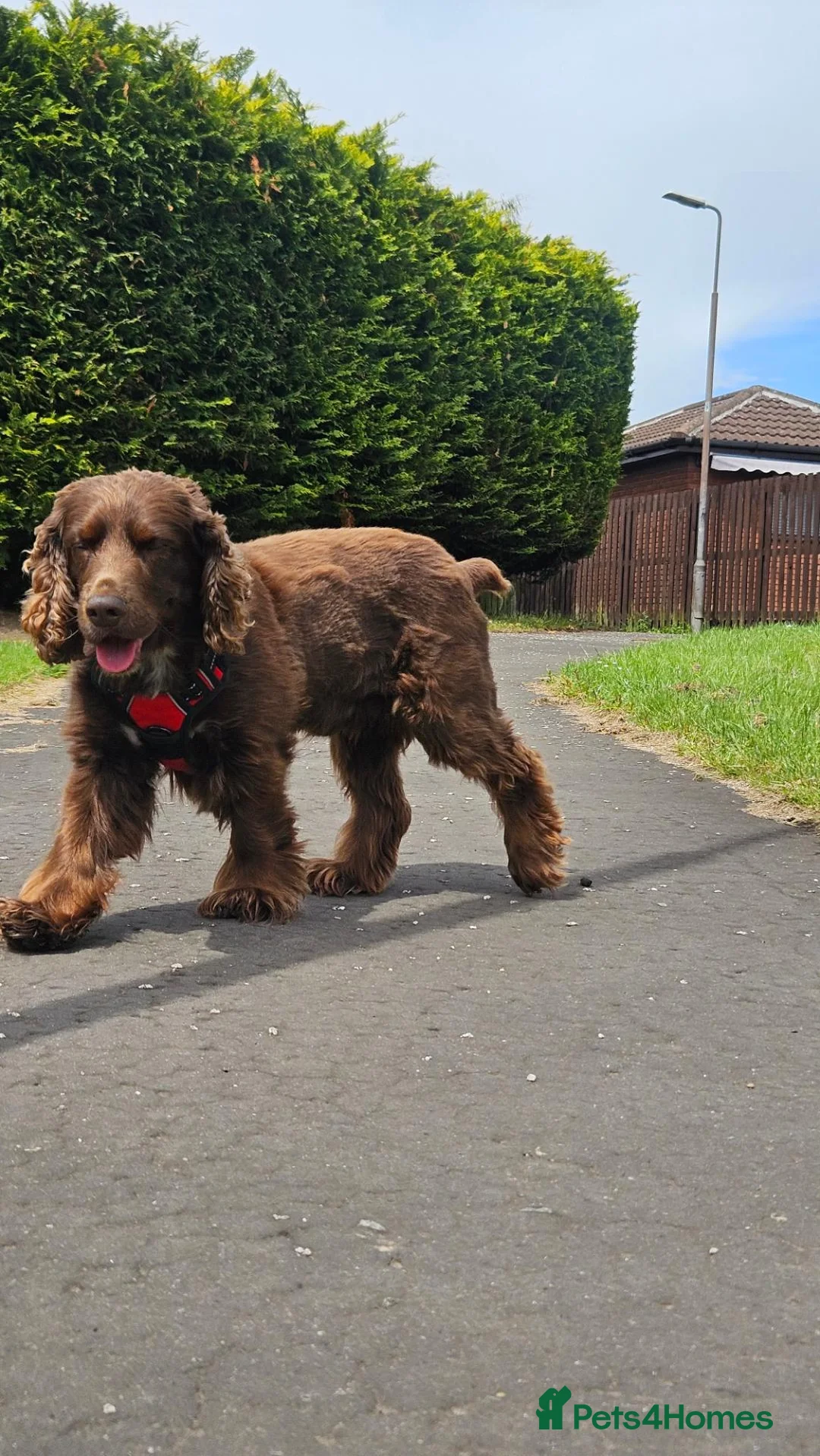 Field Spaniel dogs for stud: Proven Chocolate Spaniel for Stud  - Advert 1