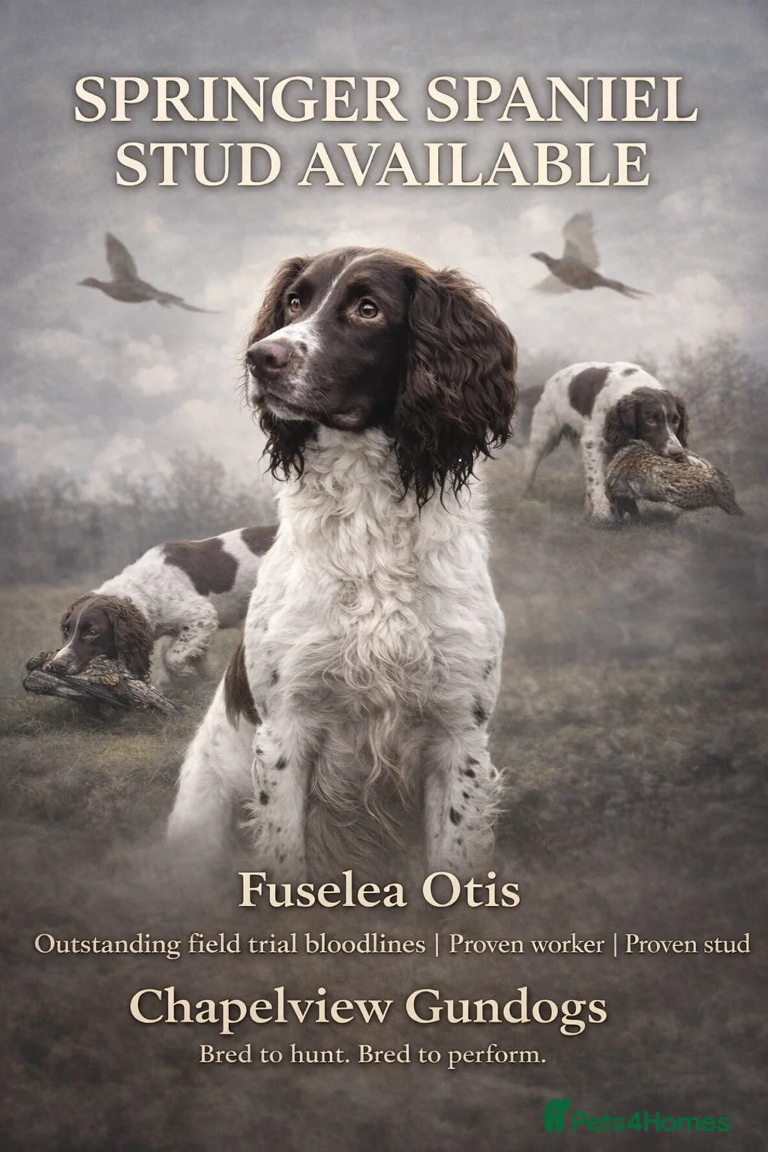 English Springer Spaniel dogs for stud: Expetionally well bred springer  - Advert 1