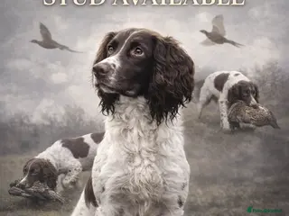 English Springer Spaniel dogs Expetionally well bred springer - Advert 18