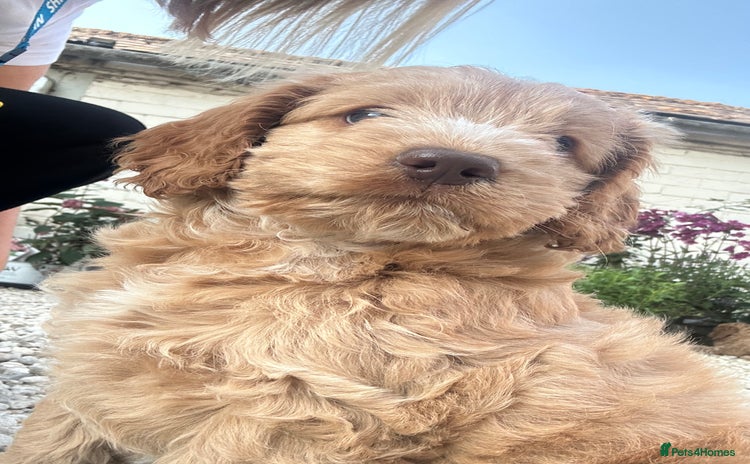 Cockapoo dogs in Hereford - Advert 5